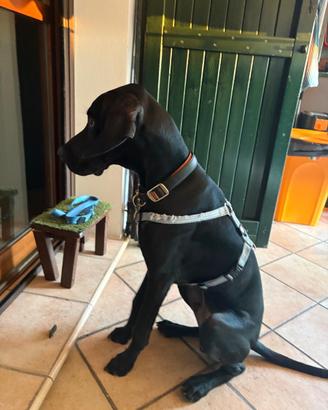 Cane in adozione