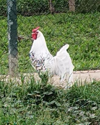 Galline d'Amburgo a coppie