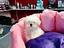 Immagine 12
