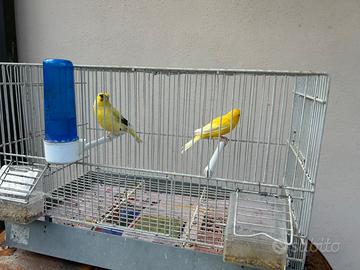 Coppia canarini 2025