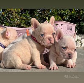 Bulldog francese platinum