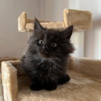 Gattina fumé norvegese delle foreste