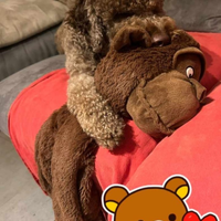 Cuccioli Lagotto romagnolo pedigree Roy Natale