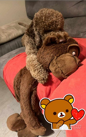 Cuccioli Lagotto romagnolo pedigree Roy Natale