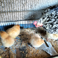 Pulcini, galline, uova di gallina e di quaglia