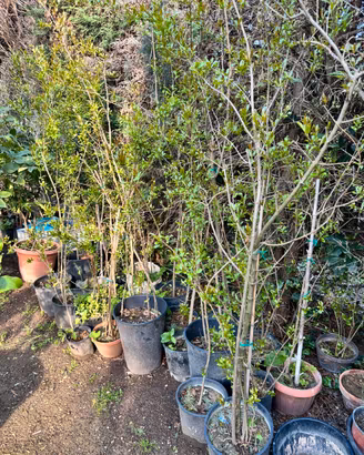 Piante di melograno