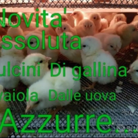 Pulcini di galline ovaiole dalle .u.o.v.a azzurre