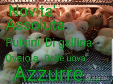 Pulcini di galline ovaiole dalle .u.o.v.a azzurre