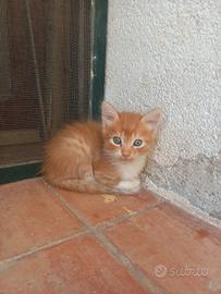 Gattini per adozione
