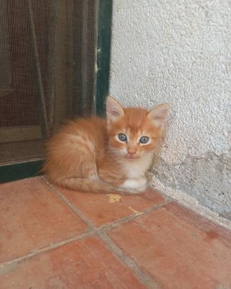 Gattini per adozione