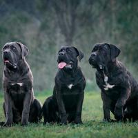 Cuccioli cane corso