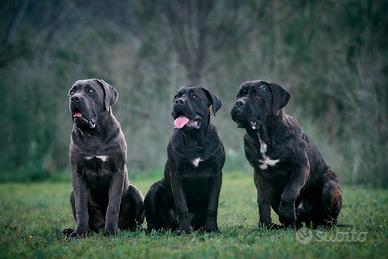 Cuccioli cane corso