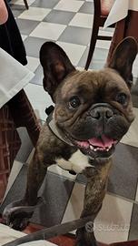 Buldog francese cane