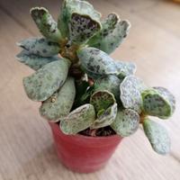 Adromischus cooperi
