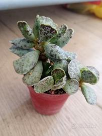 Adromischus cooperi