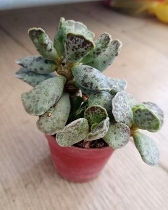 Adromischus cooperi