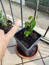 Pianta di melo cotogno