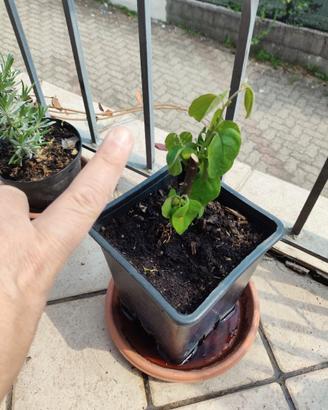 Pianta di melo cotogno