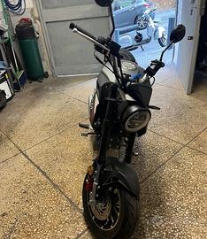 Lem brutus 2025