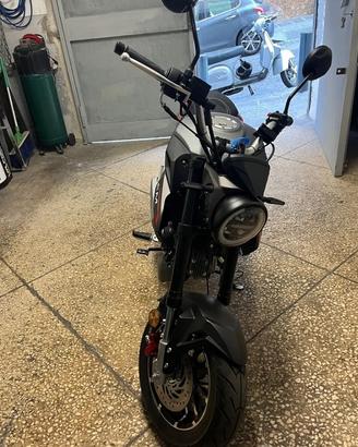 Lem brutus 2025