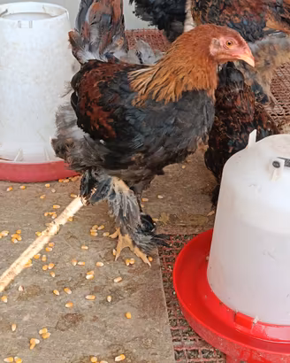 Brahma