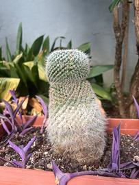 Cactus mamillaria