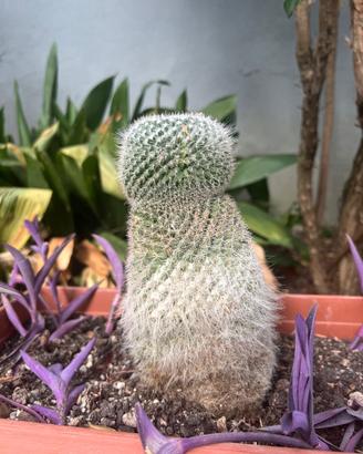Cactus mamillaria