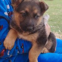 Cuccioli di pastore tedesco