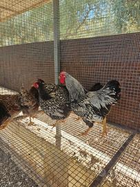 Galline wyandotte nana