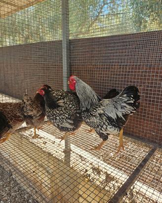 Galline wyandotte nana