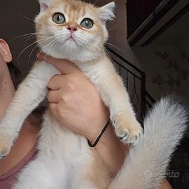 Meravigliosi cuccioli british shorthair pedigree