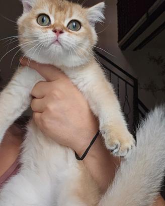 Meravigliosi cuccioli british shorthair pedigree