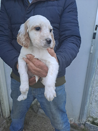 Cuccioli di Setter inglese
