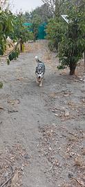 husky femmina