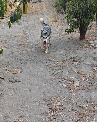 husky femmina