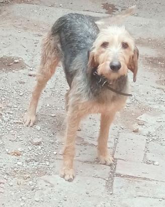 Segugio femmina...