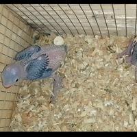 Parrocchetti da imbecco