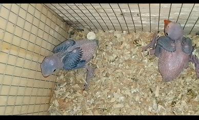 Parrocchetti da imbecco