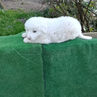 Cucciolo di maremmano