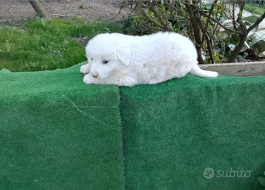 Cucciolo di maremmano