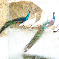 Pavoni nigripennis e porpora nigripennis adulti