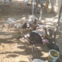 Disponibili tacchini e pulcini varie razze