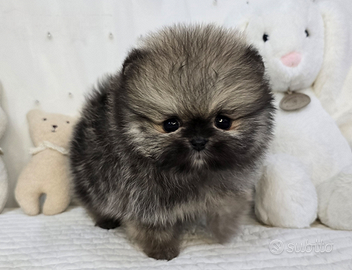 Cucciolo di spitz