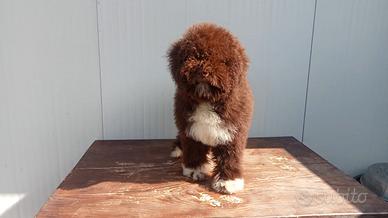 Cucciolo di Lagotto Romagnolo