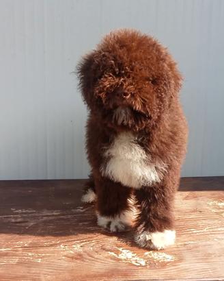 Cucciolo di Lagotto Romagnolo