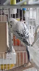 Cocorita femmina adulta texas