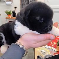 Akita americano