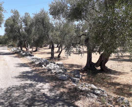 Terreno agricolo uliveto mq.5.300