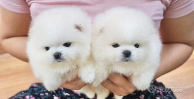 Spitz pomerania mini
