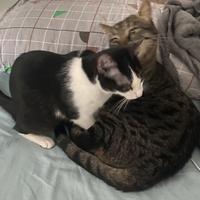 Gatta e suo Fratello Magiore